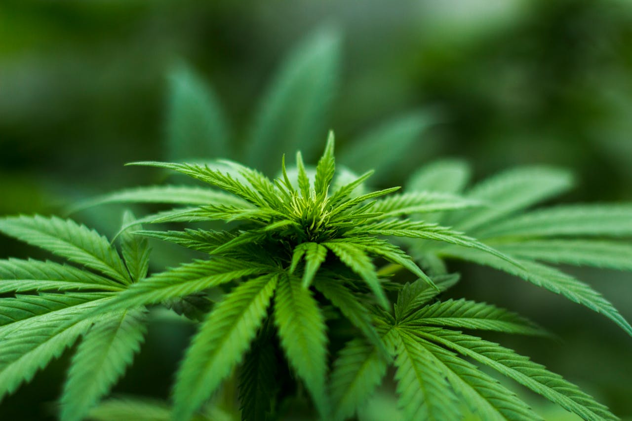 cannabis seo services