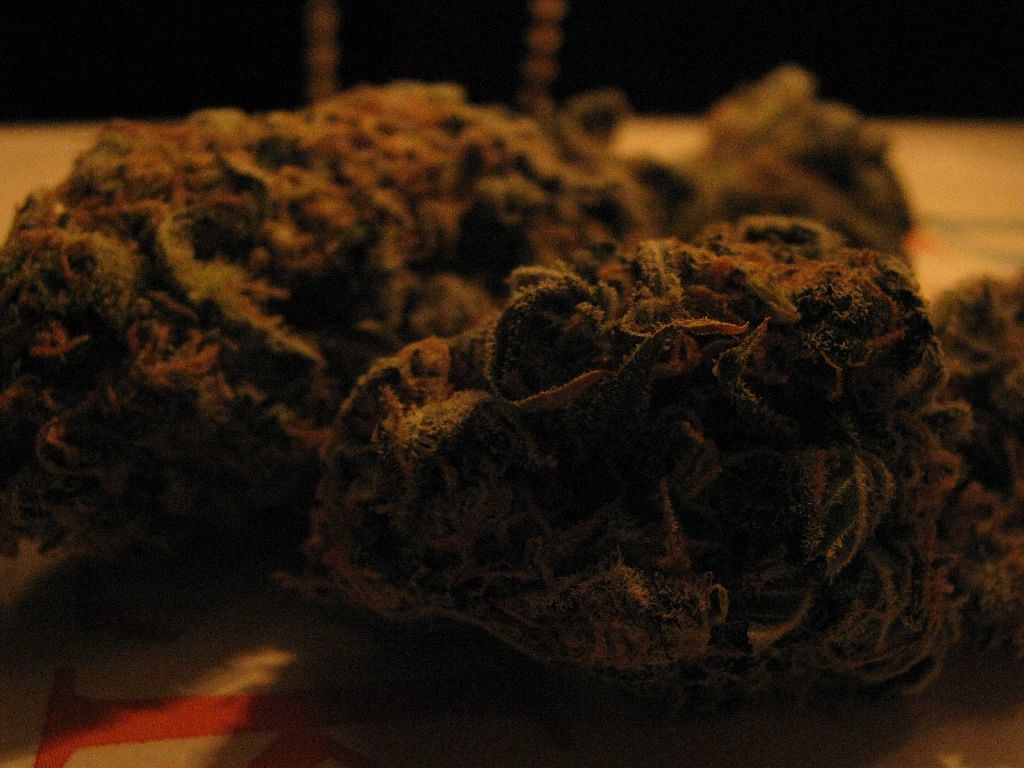 Close-up of dried cannabis flower