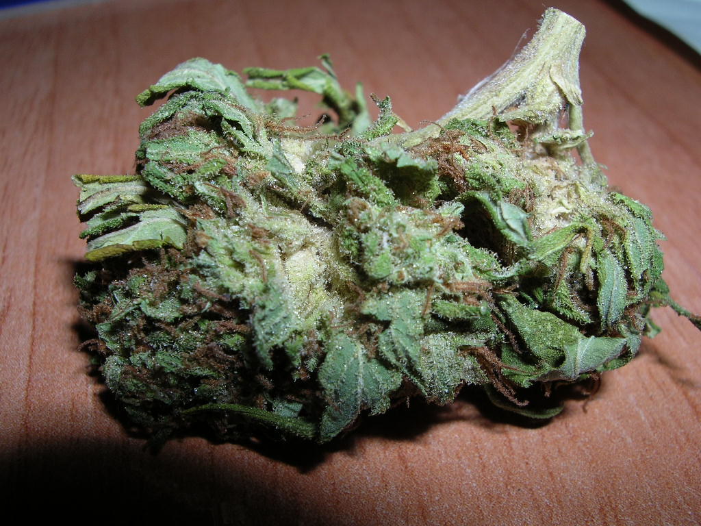 Close-up of dried cannabis flower